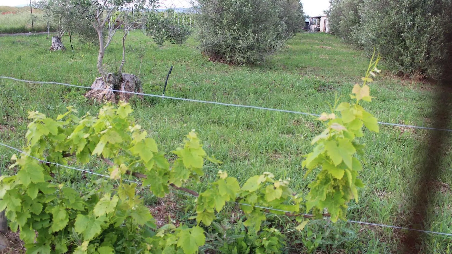 Guest house Country Stone Villa Paralia Dionysiou