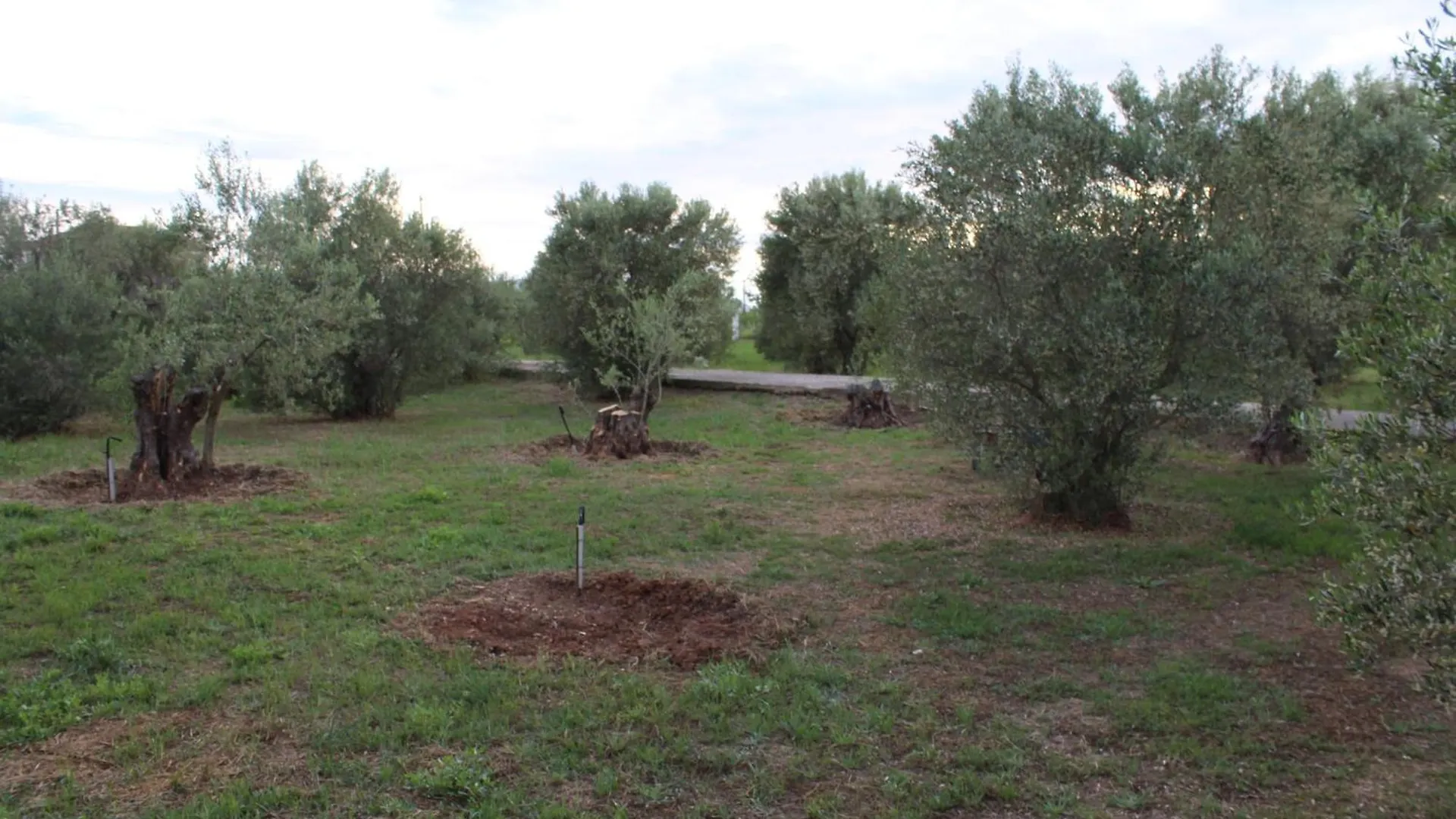 Guest house Country Stone Villa Paralia Dionysiou